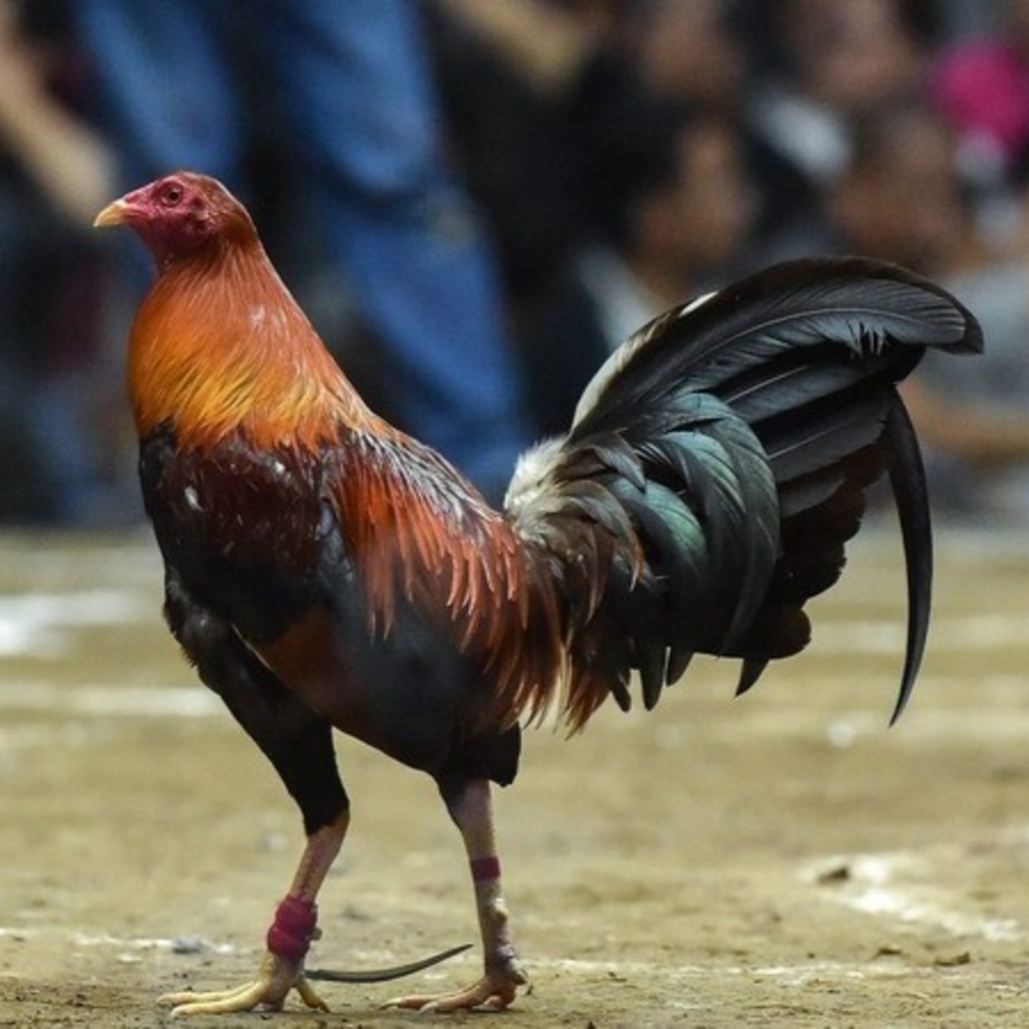 Đá gà cựa sắt 28Bet, đỉnh cao giải trí cá cược trực tuyến 3 Mẹo chơi đá gà cựa sắt hiệu quả tại 28Bet